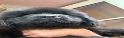 Newfoundland dogs for sale: Newfoundland puppies (waiting list enquiries only) - Advert 4
