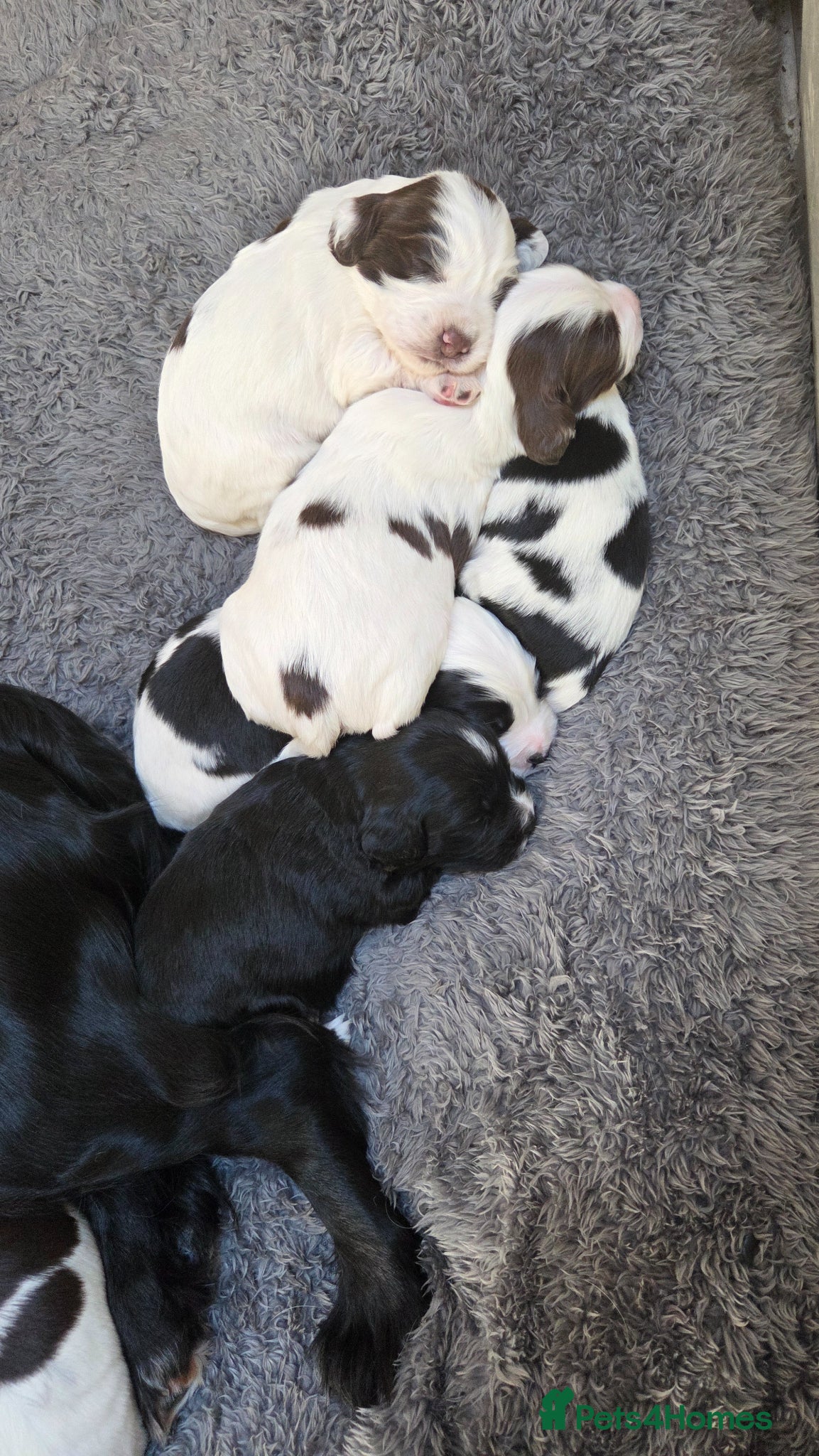 Sprocker dogs for sale: Six Springer/Cocker Spaniels.  - Advert 11