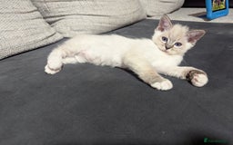 Ragdoll cats for sale: Ragdoll kitten  - Advert 1