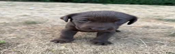 Labrador Retriever dogs for sale: Chocolate Labrador puppies - Advert 13