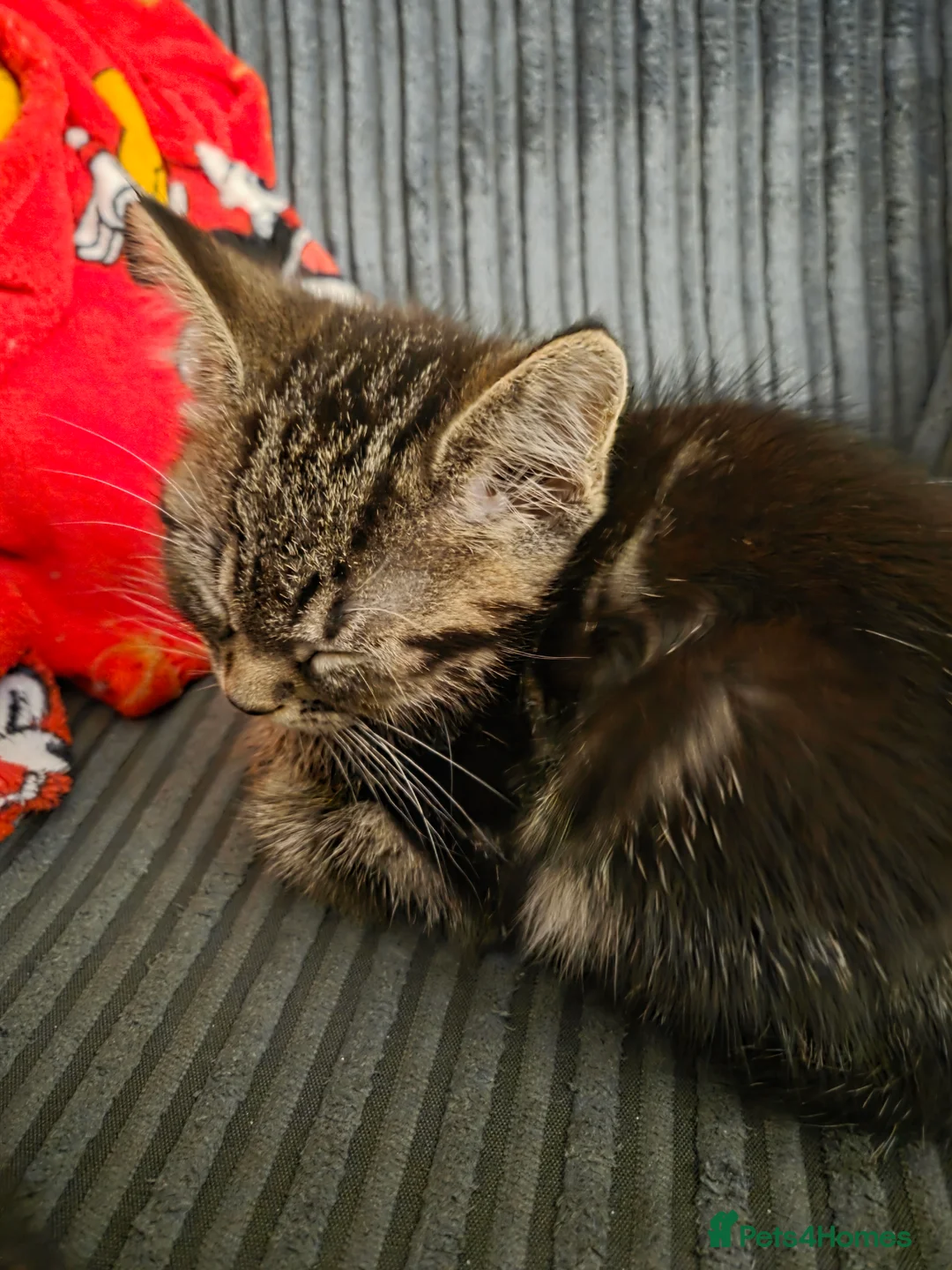 Mixed Breed cats for sale: Tabby kittens - Advert 4