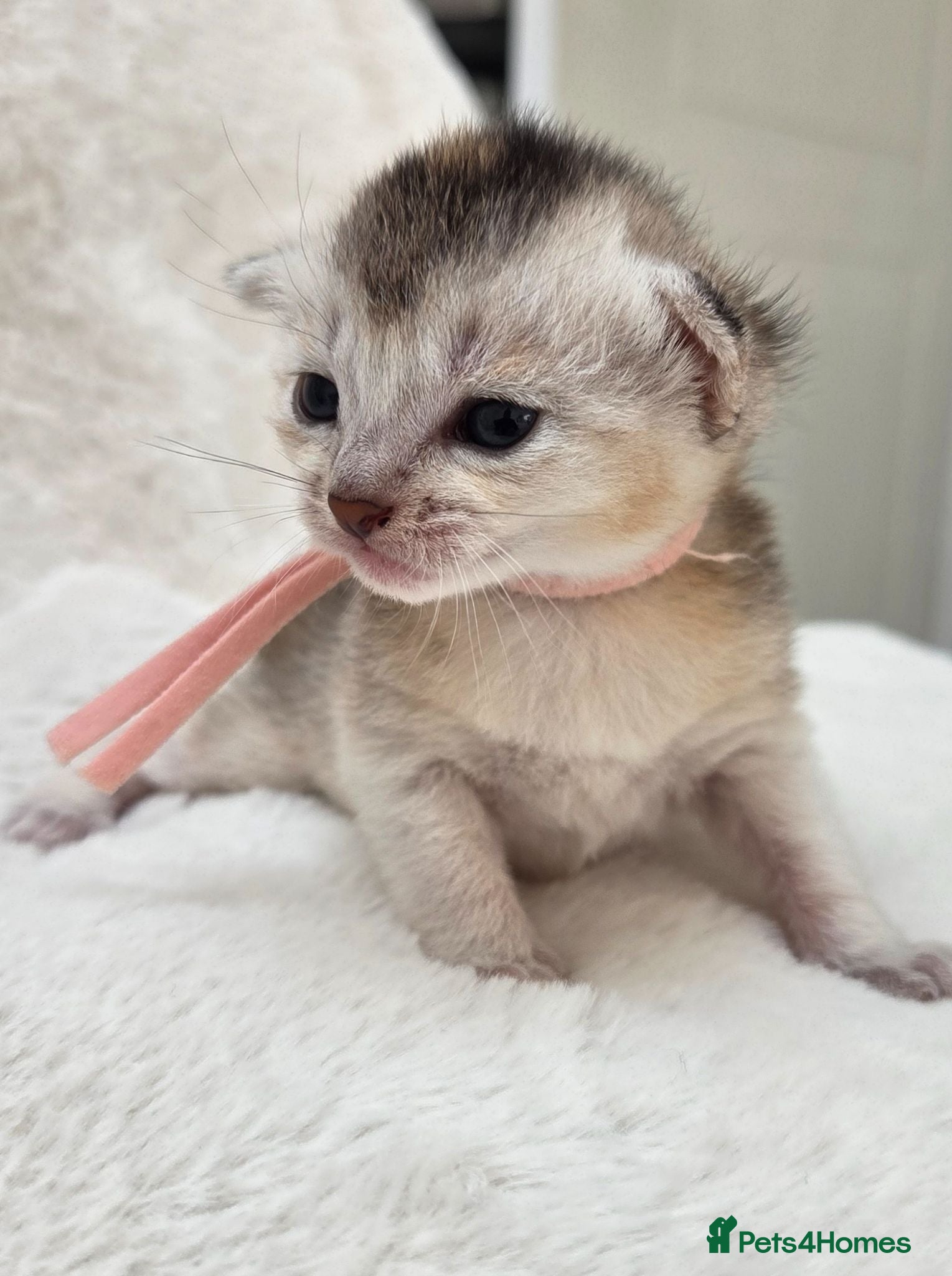 Abyssinian cats 🏆 TICA Registered Abyssinian Kittens - Advert 1