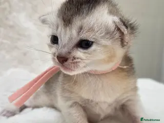 Abyssinian cats 🏆 TICA Registered Abyssinian Kittens - Advert 1
