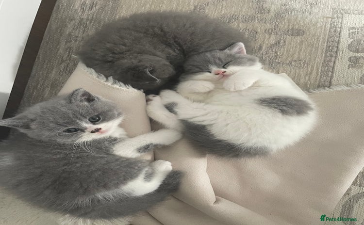 British Shorthair cats - Advert 8
