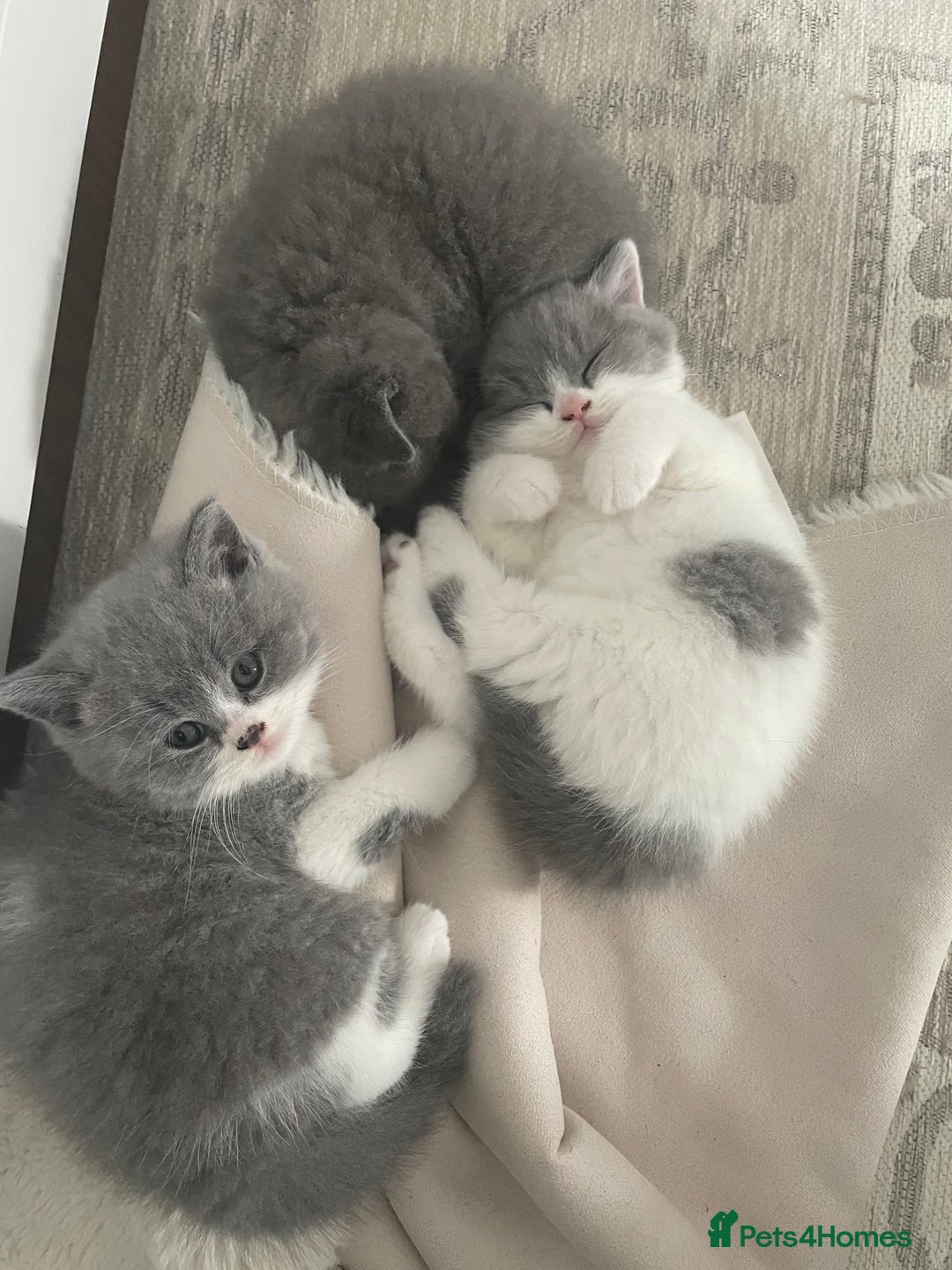 British Shorthair cats for sale: GCCF Adorable British Shorthair Companions - Advert 5