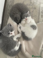 British Shorthair cats - Advert 3