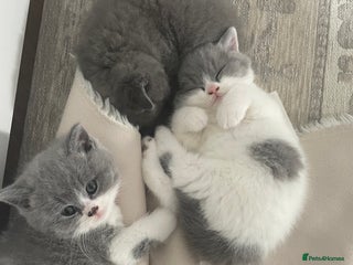 British Shorthair cats - Advert 14