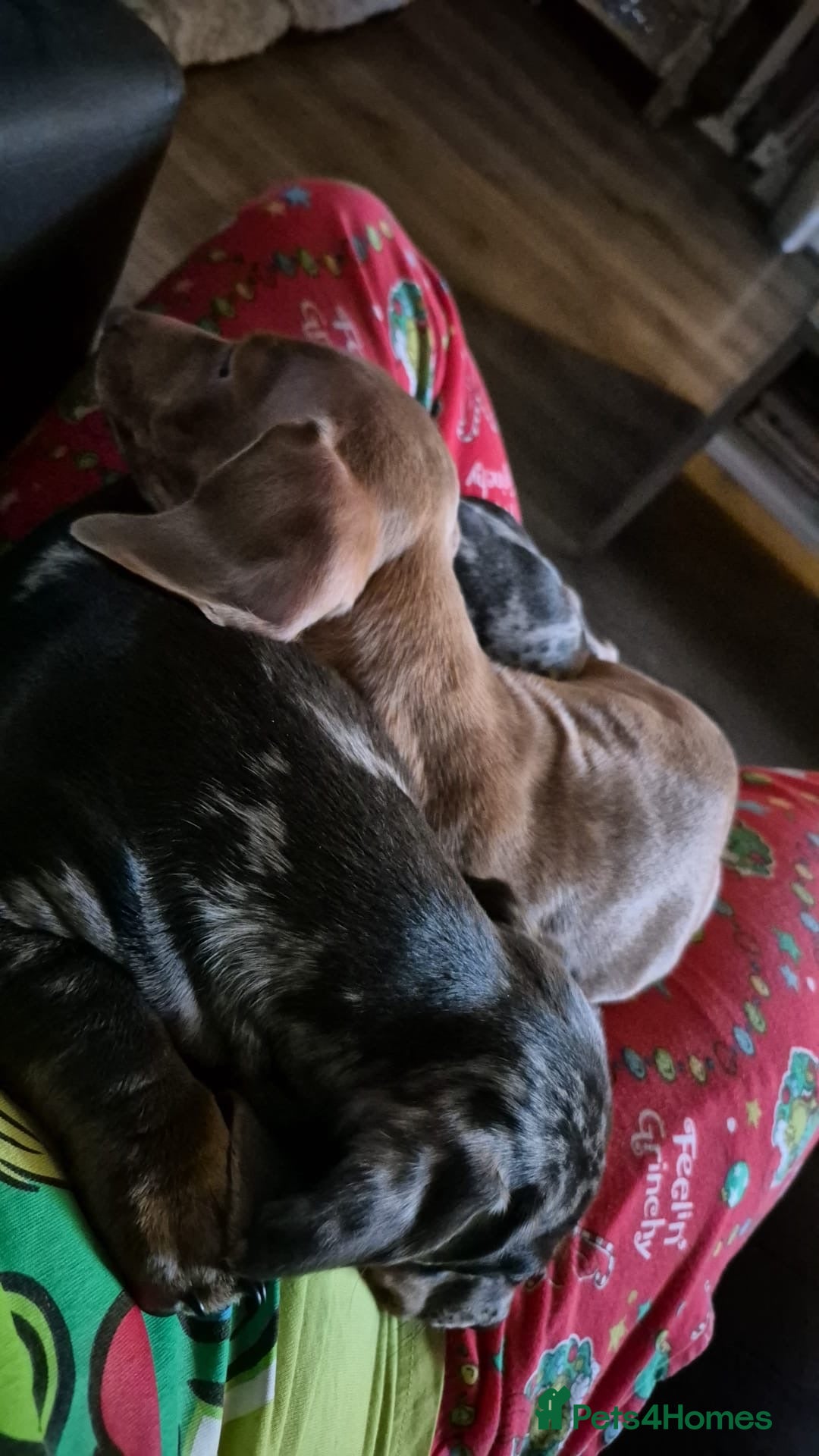 Miniature Dachshund dogs for sale: 2 Male Miniature Dachshunds  - Image 7