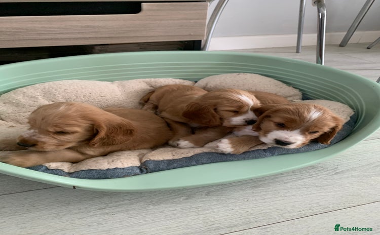 Cocker Spaniel dogs - Advert 12