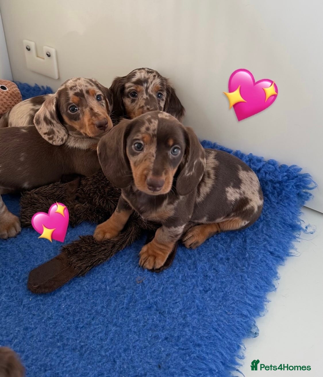 Miniature Dachshund dogs Quality miniature long hair & smooth hair puppy's - Advert 1