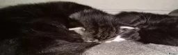 Maine Coon cats for sale: Maine coon x siberian kittens - Advert 1