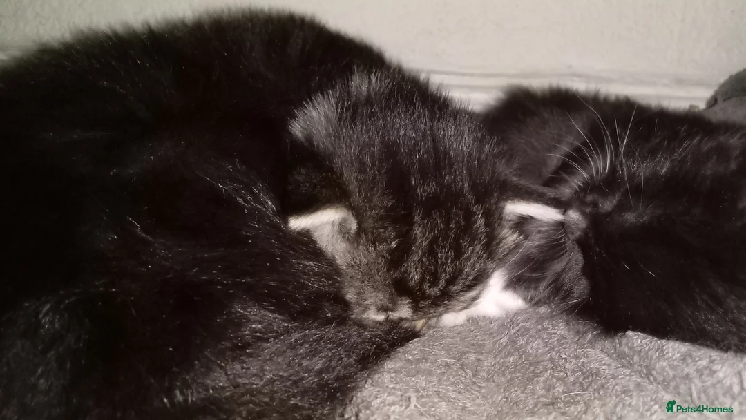 Maine Coon cats for sale: Maine coon x siberian kittens - Advert 1