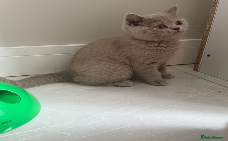 British Shorthair cats in Bargoed - Advert 6