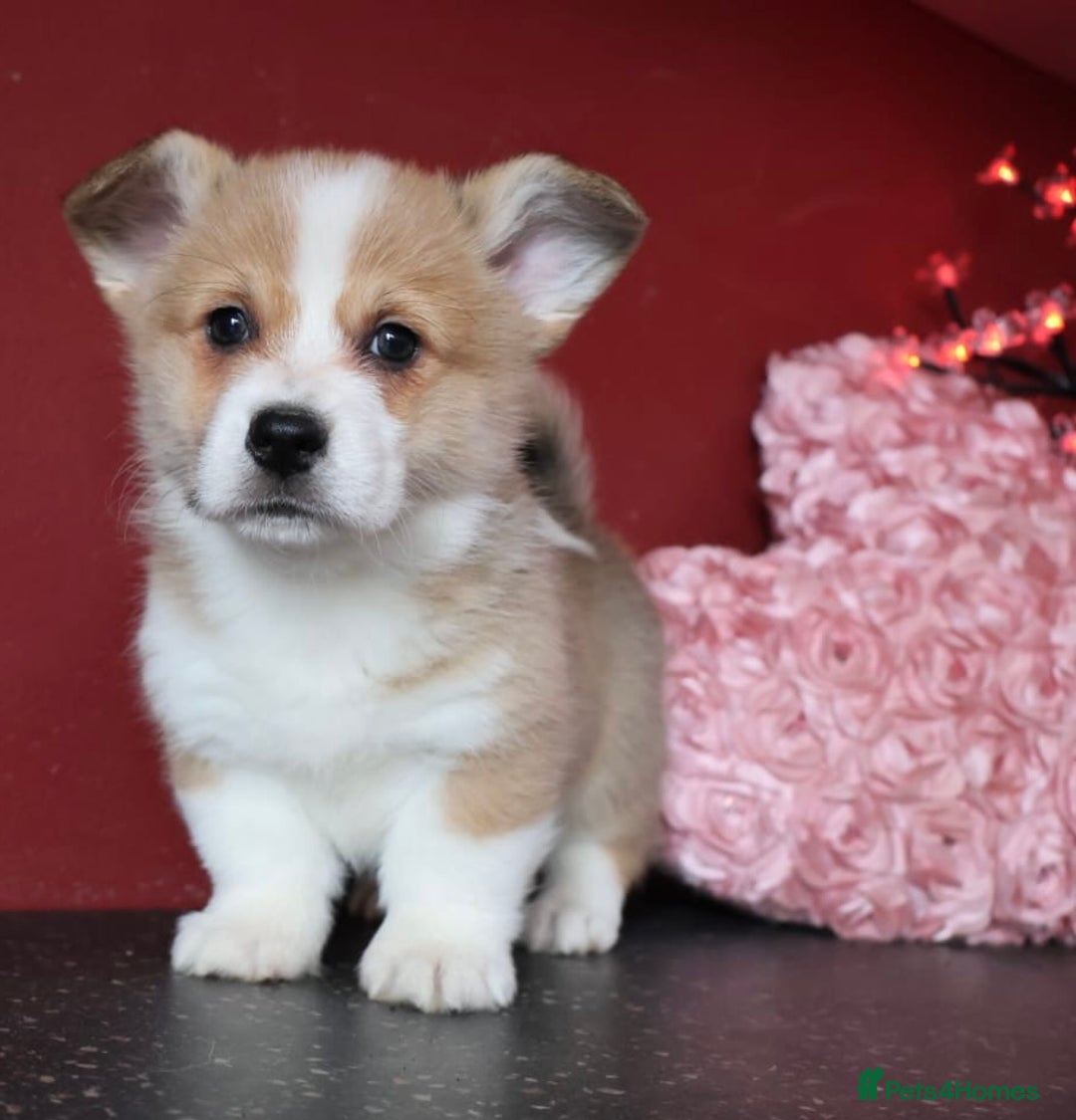 Welsh Corgi Pembroke dogs for sale: Show Quality puppies - Image 6