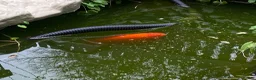 Koi Carp fish for sale: Koi Carp - Golden - Approx 8” in Bath - Advert 10