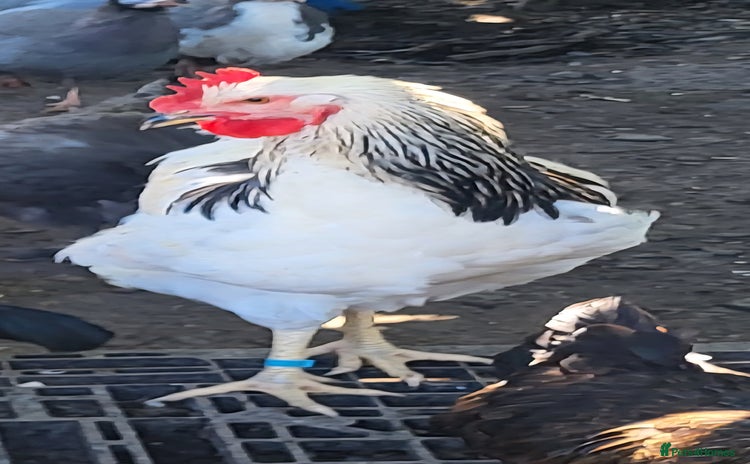 Chickens poultry - Advert 1