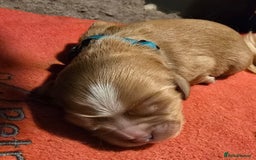 Cavalier King Charles Spaniel dogs for sale: Specialist tested Cavalier King charles  - Image 7