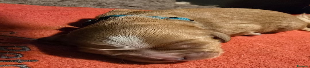 Cavalier King Charles Spaniel Puppy 1