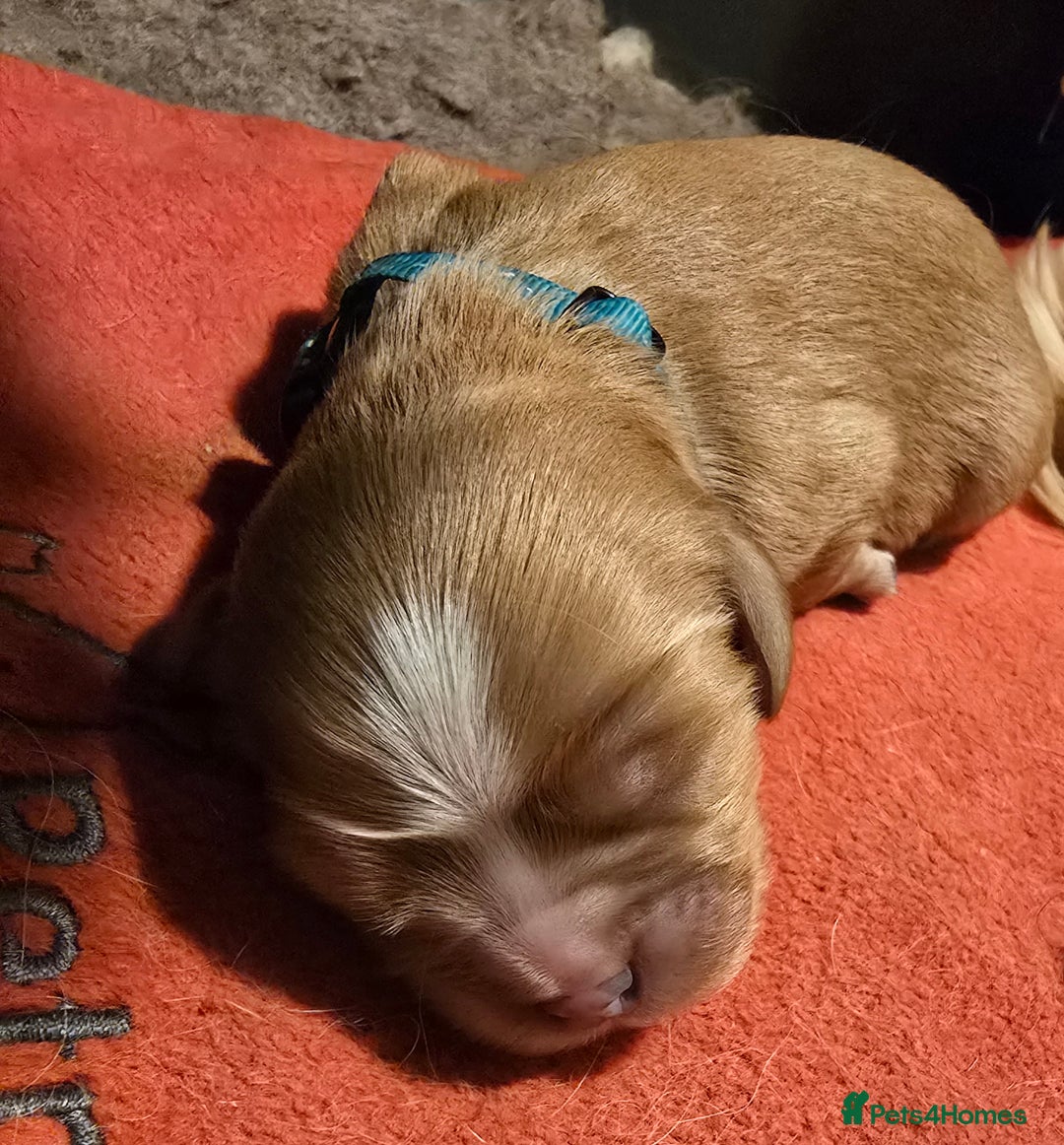 Cavalier King Charles Spaniel dogs for sale: Specialist tested Cavalier King charles  - Image 7