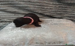 Jackapoo dogs for sale: Beautiful Jackapoos puppies - Advert 15