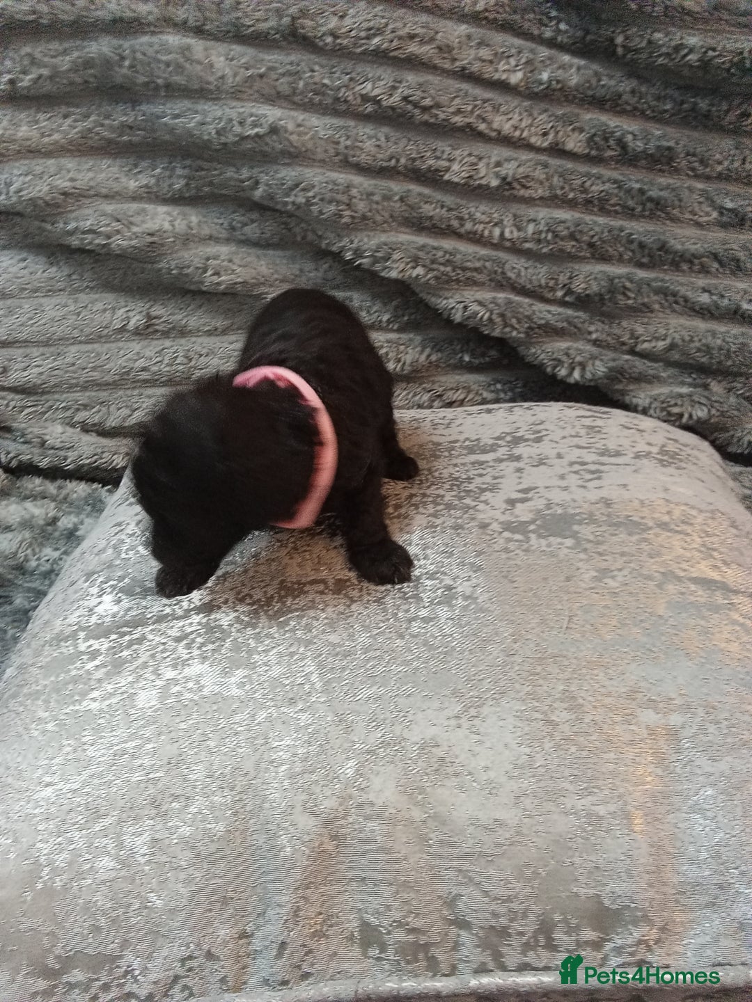 Jackapoo dogs for sale: Beautiful Jackapoos puppies - Advert 15