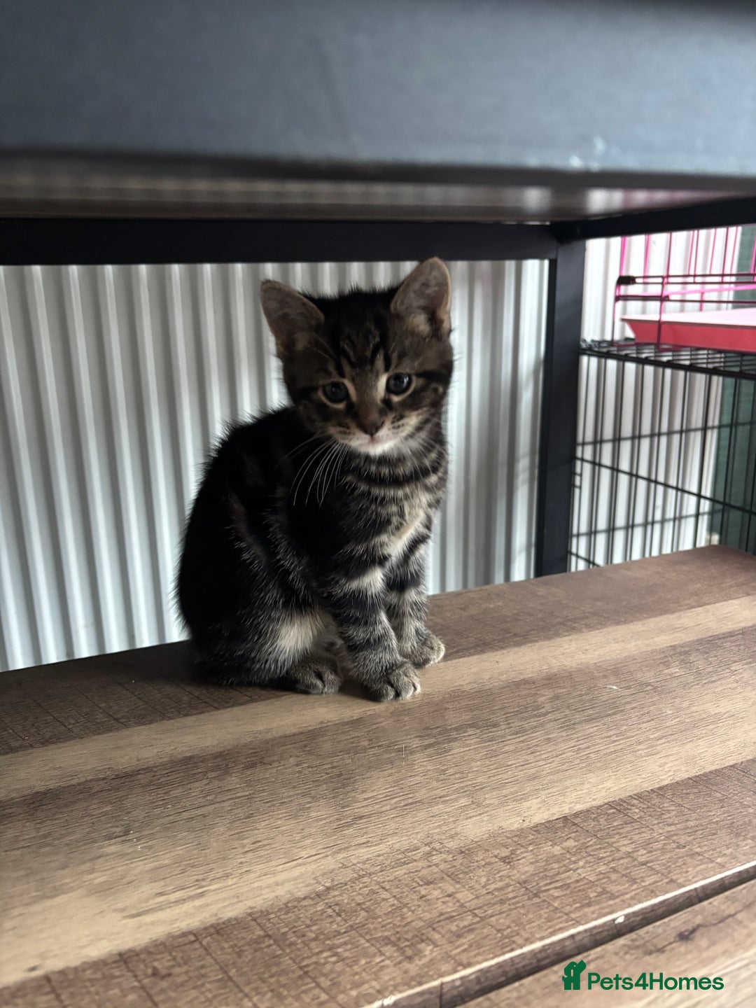 Mixed Breed cats for sale: Adorable male kittens for sale  - Advert 11