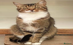 Mixed Breed cats for sale: LEO 7 YEAR OLD MALE - Image 4