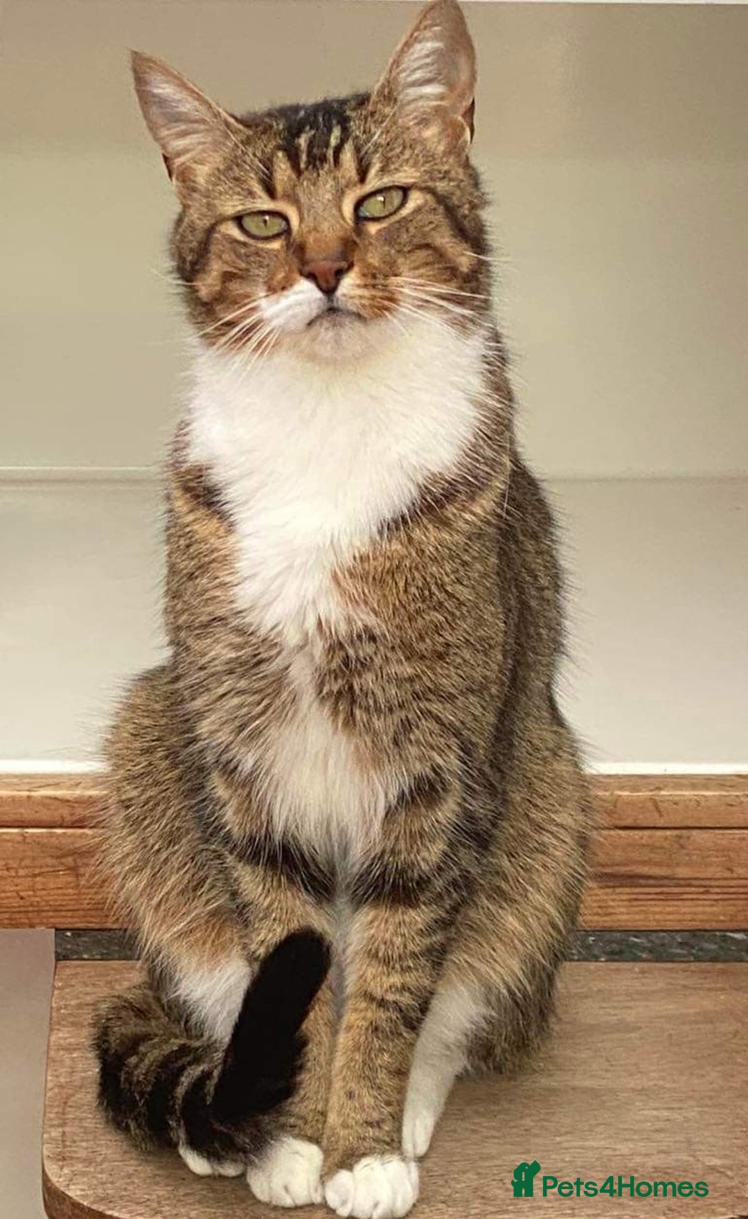 Mixed Breed cats for sale: LEO 7 YEAR OLD MALE - Image 4