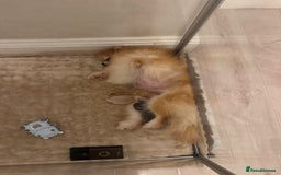 Pomeranian dogs for sale: KC Registered Tiny Pomeranian Puppies - Image 5