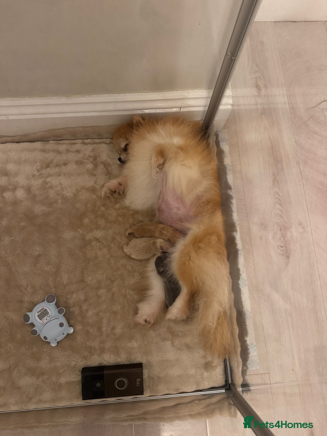 Pomeranian dogs for sale: KC Registered Tiny Pomeranian Puppies - Image 5