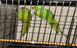 Budgerigars birds for sale: FLASH SALE TODAY ONLY Ringneck Breeder Pair £255 - Image 4
