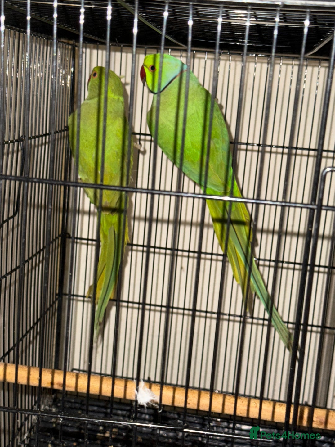 Budgerigars birds for sale: FLASH SALE TODAY ONLY Ringneck Breeder Pair £255 - Image 4
