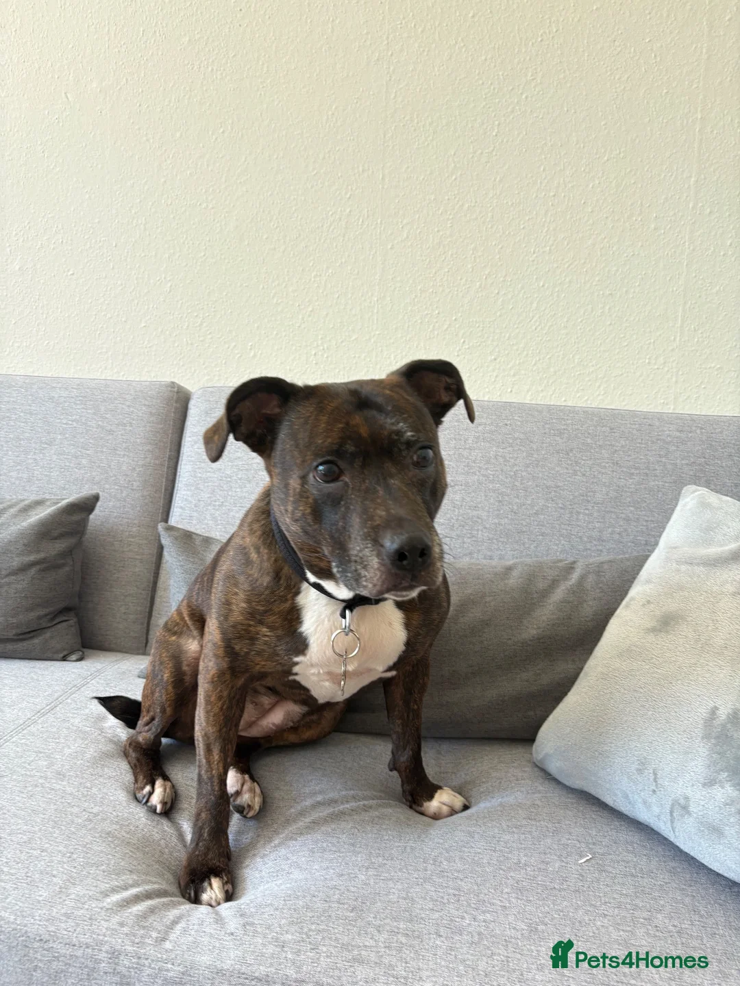 Staffordshire Bull Terrier dogs for sale: Nancy in Bournemouth - Advert 3