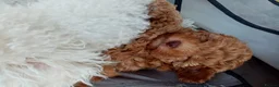 Toy Poodle dogs for sale: Toy poodle  in Blackpool - Advert 4