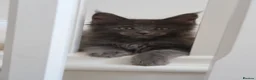 Maine Coon cats for sale: RUSSIAN XL GCCF SMOKE KITTENS - Advert 11