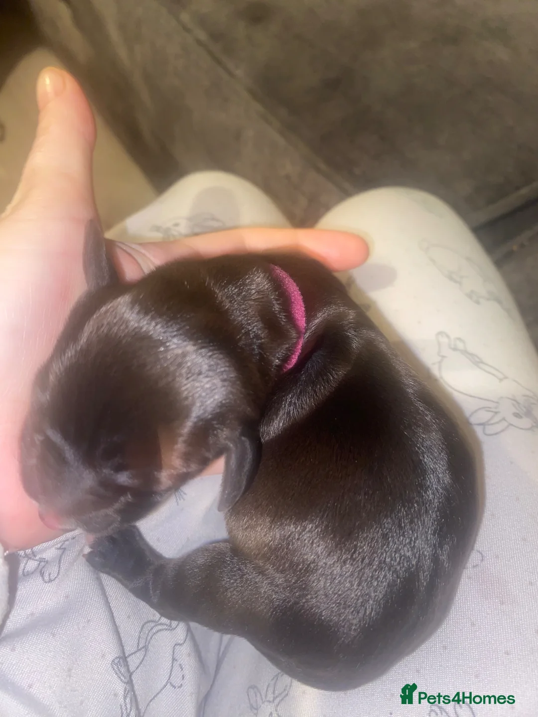 Mixed Breed dogs for sale: Doxiepoo puppies  - Advert 2