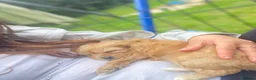 Cavapoo dogs for sale: F1 cavapoo puppies fully dna tested in Battle - Advert 5
