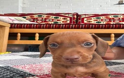 Miniature Dachshund dogs for sale: STUNNING MINIATURE DACHSHUND PUPPIES - Image 5