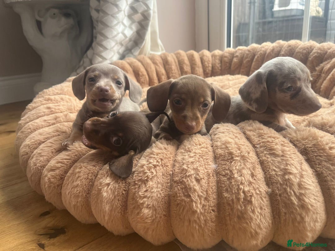 Miniature Dachshund dogs for sale: Miniature Dachshund Puppies - Image 6