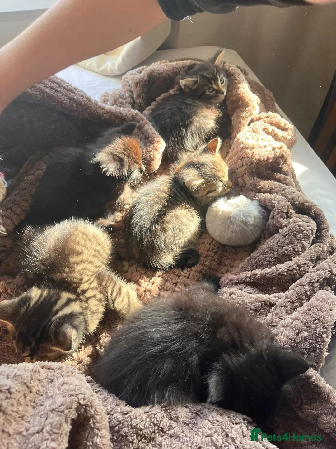 Mixed Breed cats for sale: Four beautiful kittens looking for a forever home  in Bristol - Advert 2