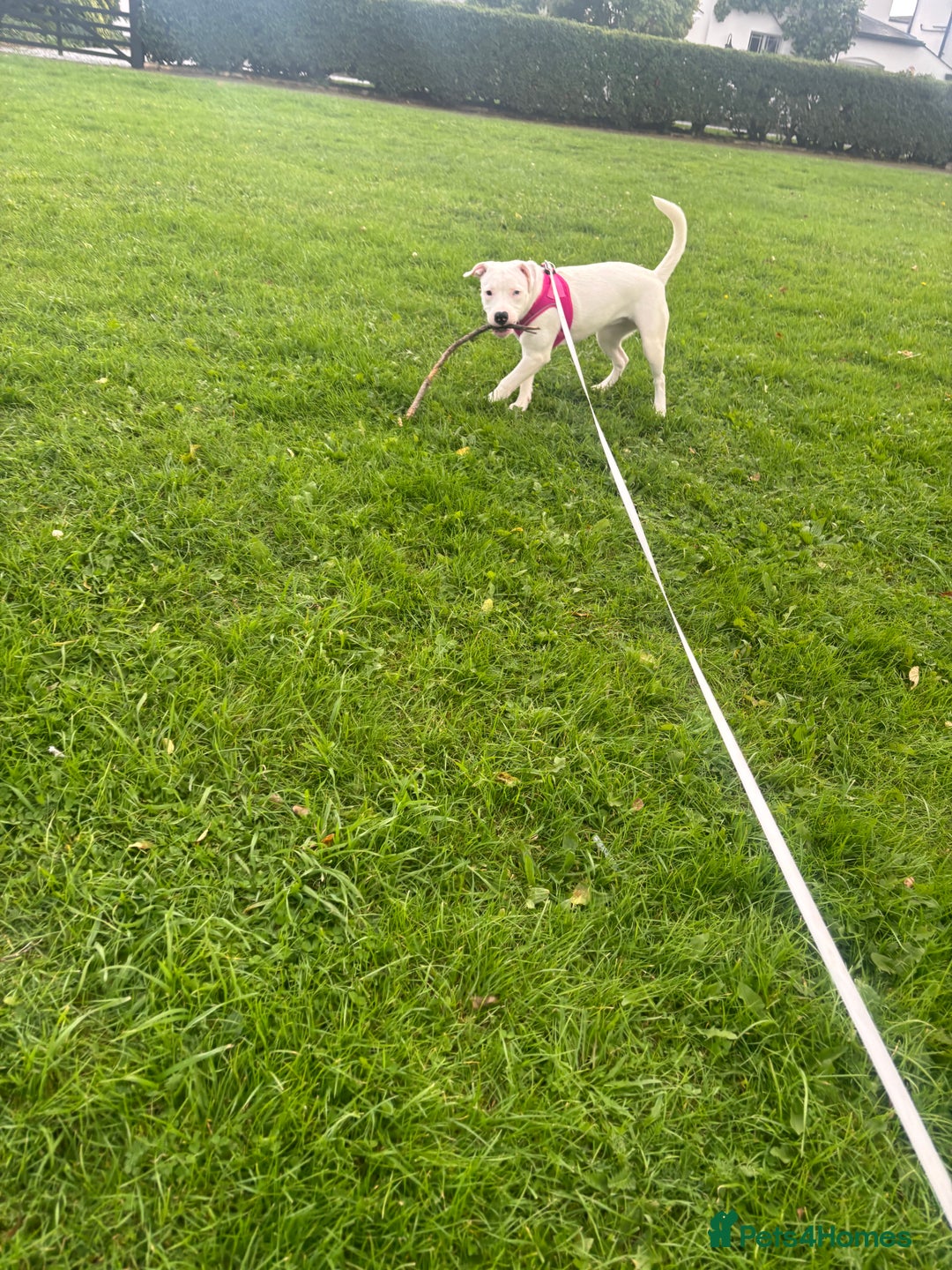 Mixed Breed dogs for sale: Staffy cross for rehome - Advert 3