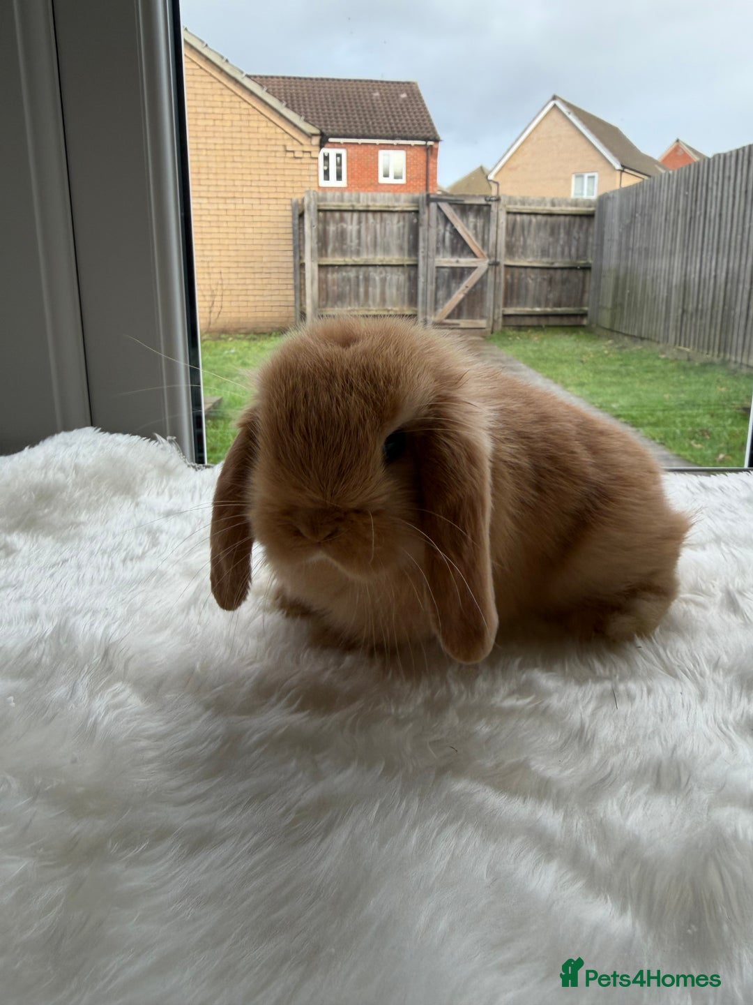 Mini Lop rabbits for sale: Mini lop - Advert 2