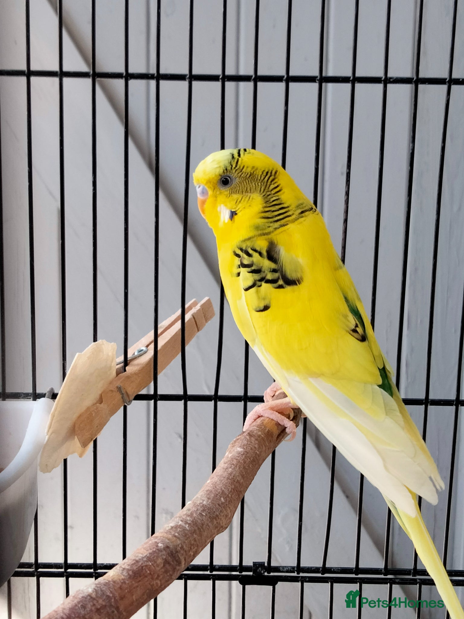 Budgerigars birds Beautiful 3x males budgies - Advert 2