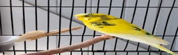 Budgerigars birds for sale: Beautiful 3x males budgies in London - Advert 2