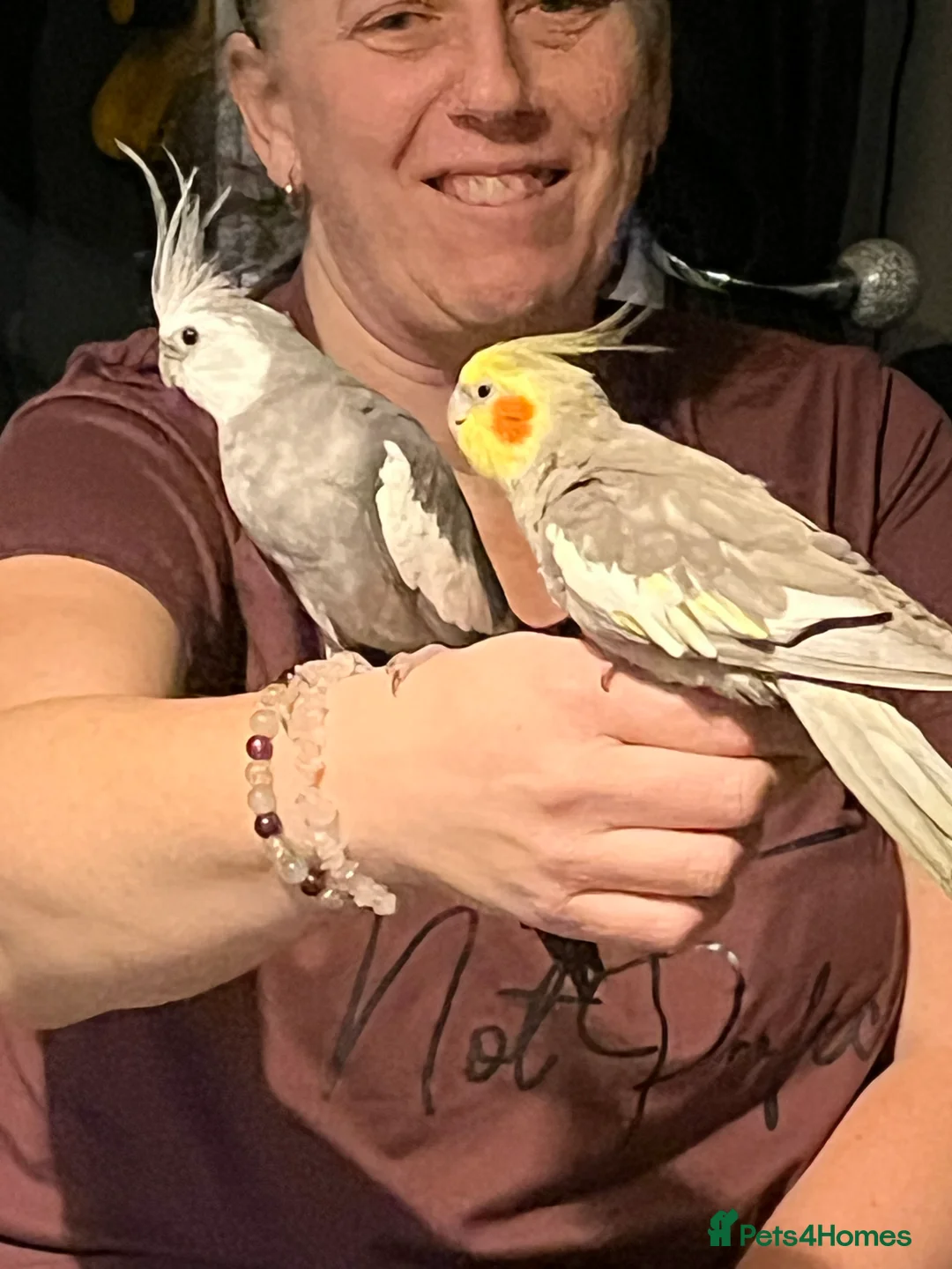 Cockatiels birds for sale: 2 beautiful cockatiels - Advert 3