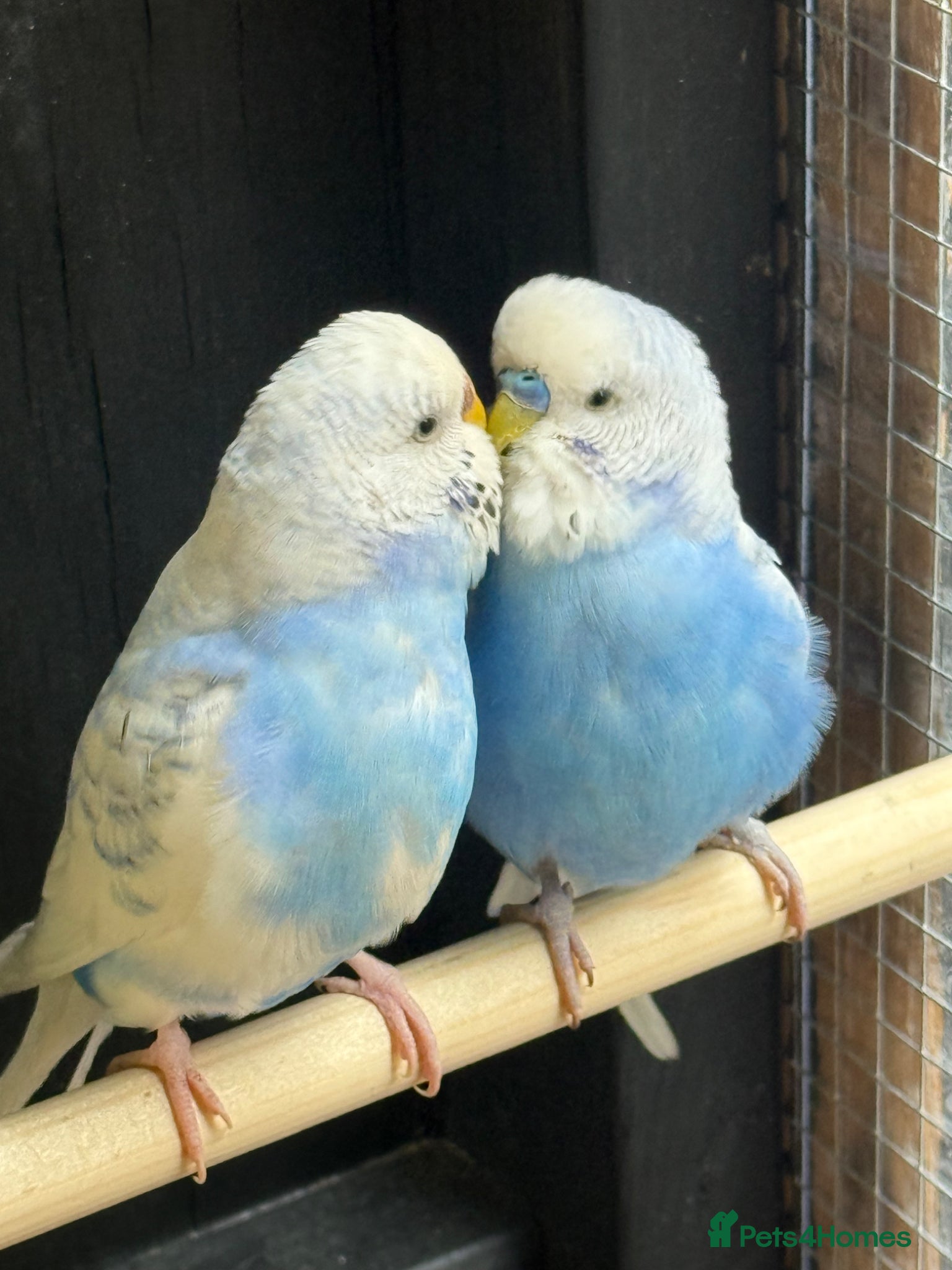 Budgerigars birds Breeding pair of budgies - Advert 5