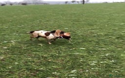 English Springer Spaniel dogs for sale: Top-Quality Working Springer Spaniel Puppies  - Image 7