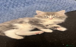 Domestic Shorthair cats for sale: Beautiful fluffy boy looking for his forever home  - Image 11