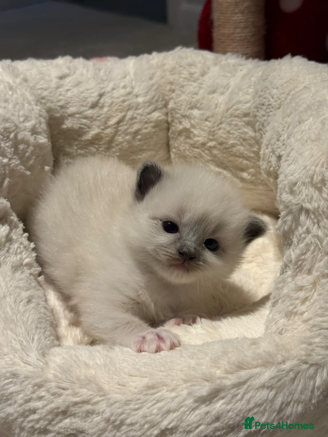 Ragdoll cats for sale: Pure bred European Ragdolls  - Advert 41