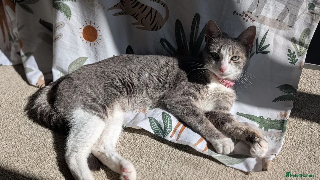 Bengal cats for sale: Blue Bengal cross kittens for sale  - Advert 1